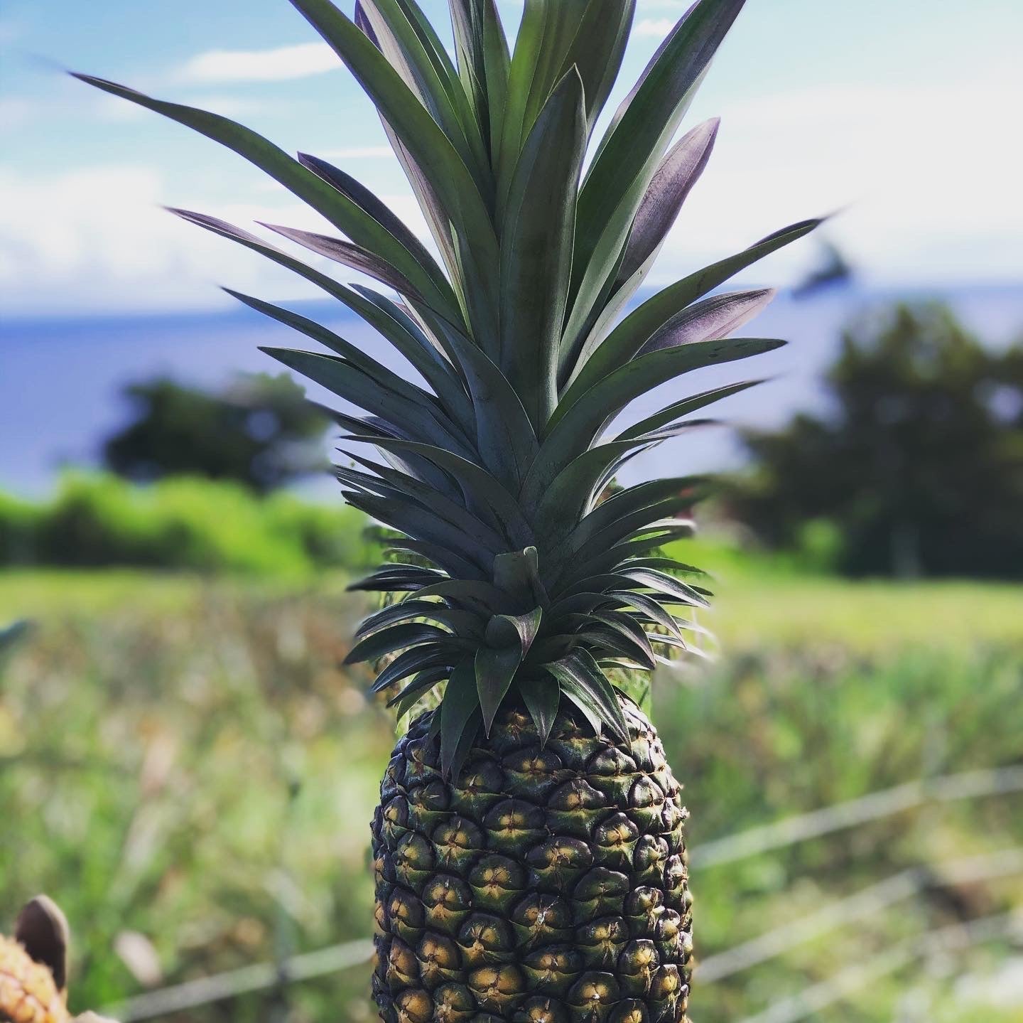 Soft Dried Pineapple