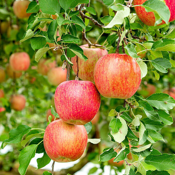 Freeze-Dried Apple Slices - Dried Apple Crisp - Single Ingredient